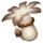 Philanemo Mushroom
